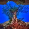 NEW MEXICO 36