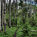 NEW MEXICO 18
